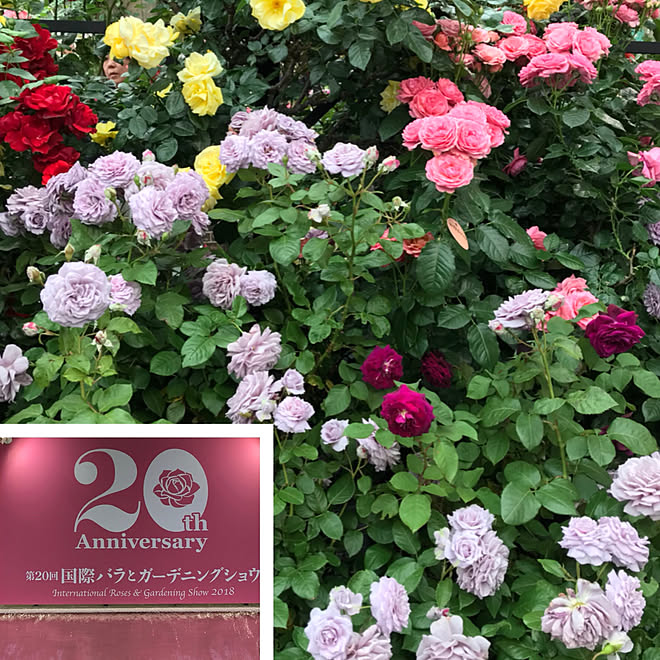 部屋全体 国際バラとガーデニングショウ お花のある暮らし グリーンのある暮らし 休日ガーデナー などのインテリア実例 18 05 23 18 11 37 Roomclip ルームクリップ 部屋全体 国際バラとガーデニングショウ お花のある暮らし グリーンのある暮らし 休日ガーデナー などのインテリア実例 18 05 23 18 11 37 Roomclip ルームクリップ