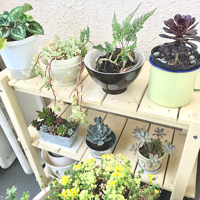 リサイクル カフェオレボウル Diy棚 多肉植物寄せ植え 多肉植物 などのインテリア実例 19 06 14 15 05 05 Roomclip ルームクリップ