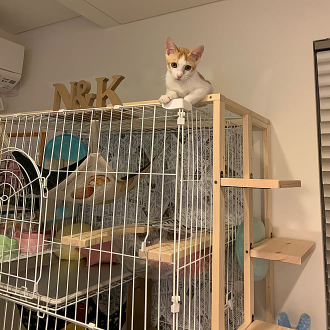 キャットゲージ ねずこず ずっとゲージの中にいる訳ではありません ハンドメイド 猫 などのインテリア実例 07 29 55 01 Roomclip ルームクリップ