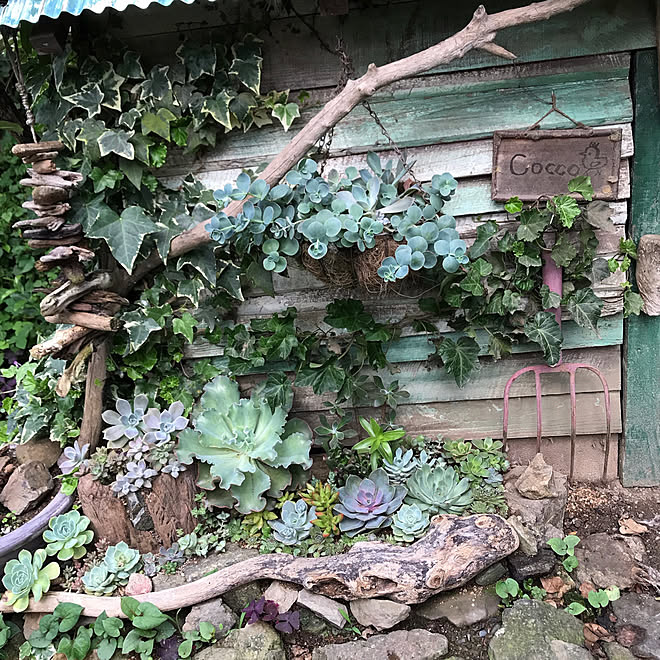 中古を買ってリノベーション インスタ Pepe Garden Youtubeもやってます 砂利撤去中 多肉植物 などのインテリア実例 07 04 38 18 Roomclip ルームクリップ