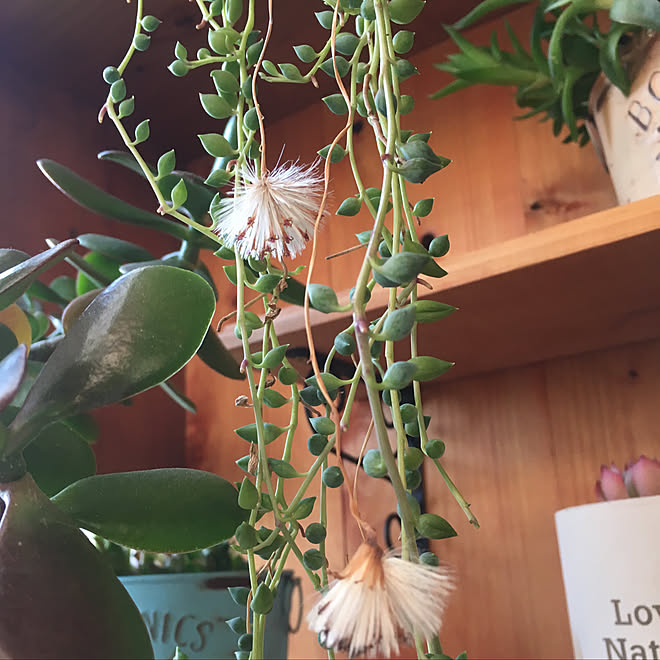 多肉植物 グリネの花その後 グリーンネックレス 19 2 26 花のある暮らし などのインテリア実例 19 02 26 00 18 30 Roomclip ルームクリップ