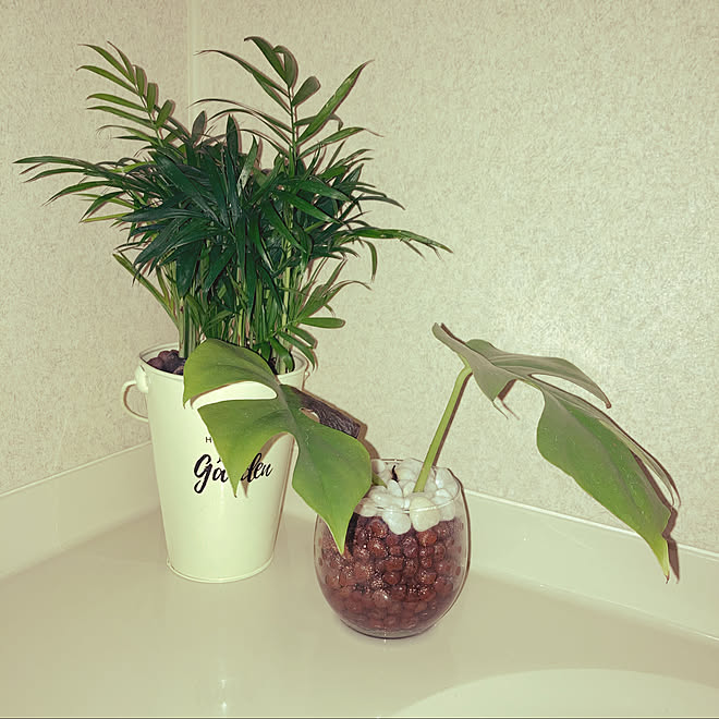 100均 ナチュラル 観葉植物 ダイソー バス トイレのインテリア実例 22 01 07 04 41 03 Roomclip ルームクリップ