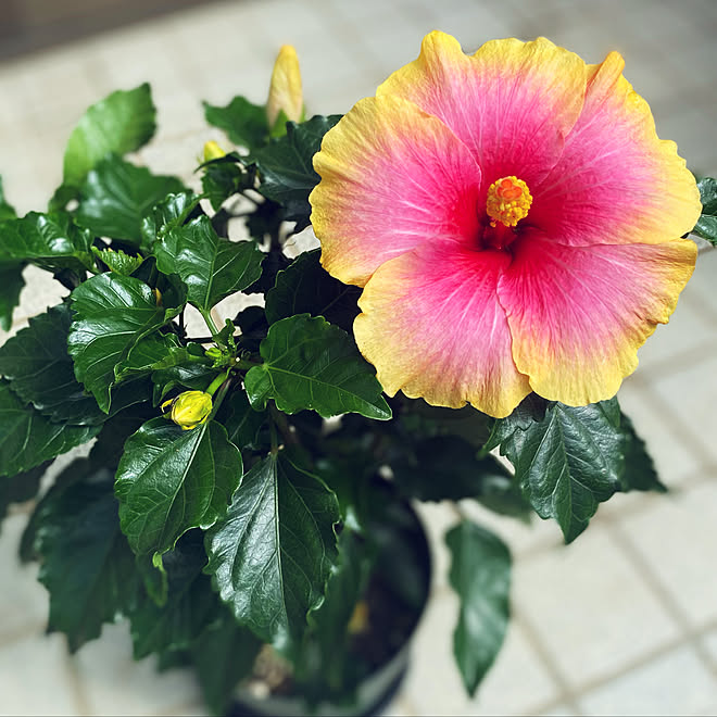 夏の花 ハイビスカス咲きました ハイビスカス 癒しの時間 癒しのひととき などのインテリア実例 21 07 24 09 53 22 Roomclip ルームクリップ
