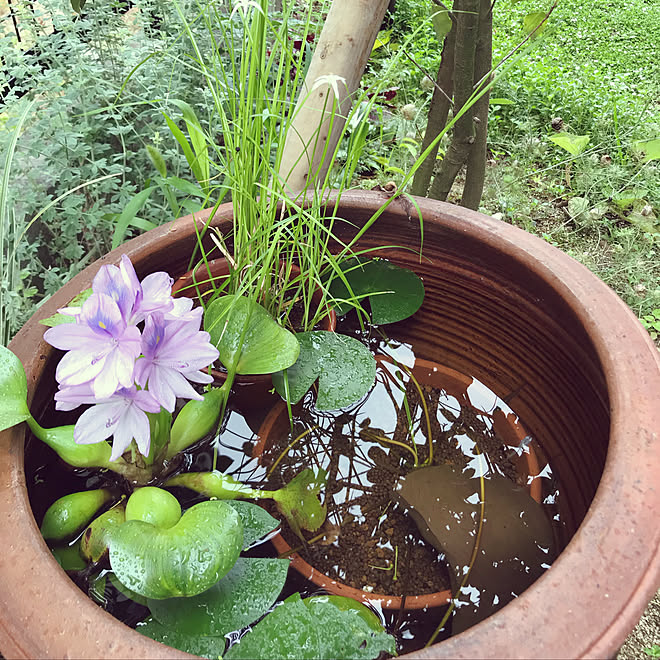 水草も咲いた 雨上がり 花が咲いた ホテイ草 メダカ などのインテリア実例 19 06 29 08 11 06 Roomclip ルームクリップ