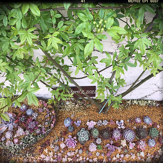 モッコウバラ 多肉植物 手作り花壇 Junk Antique などのインテリア実例 22 04 03 19 44 34 Roomclip ルームクリップ