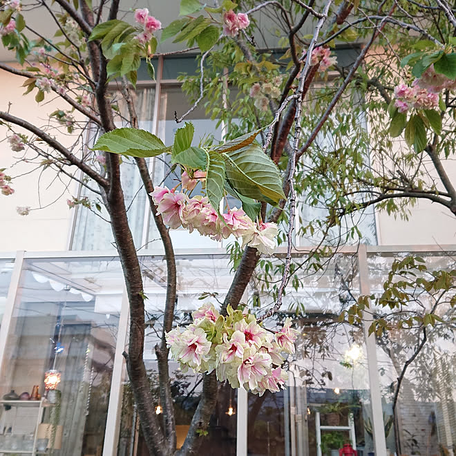 部屋全体 鬱金桜 ウコンザクラ 庭のある暮らし 庭ばかりですみません などのインテリア実例 19 04 24 12 56 18 Roomclip ルームクリップ