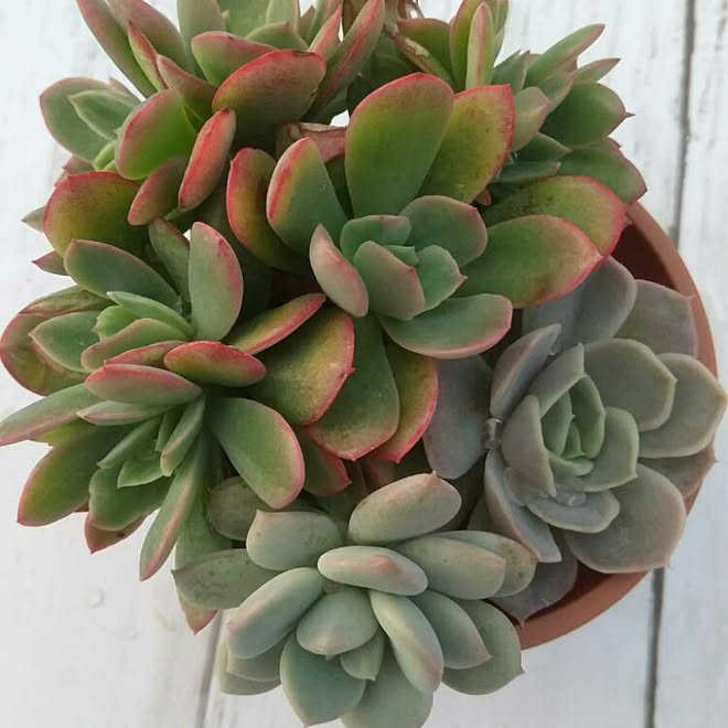 ブルーサプライズ 多肉 ロウ ルスビ ノスビ などのインテリア実例 18 12 03 22 37 54 Roomclip ルームクリップ