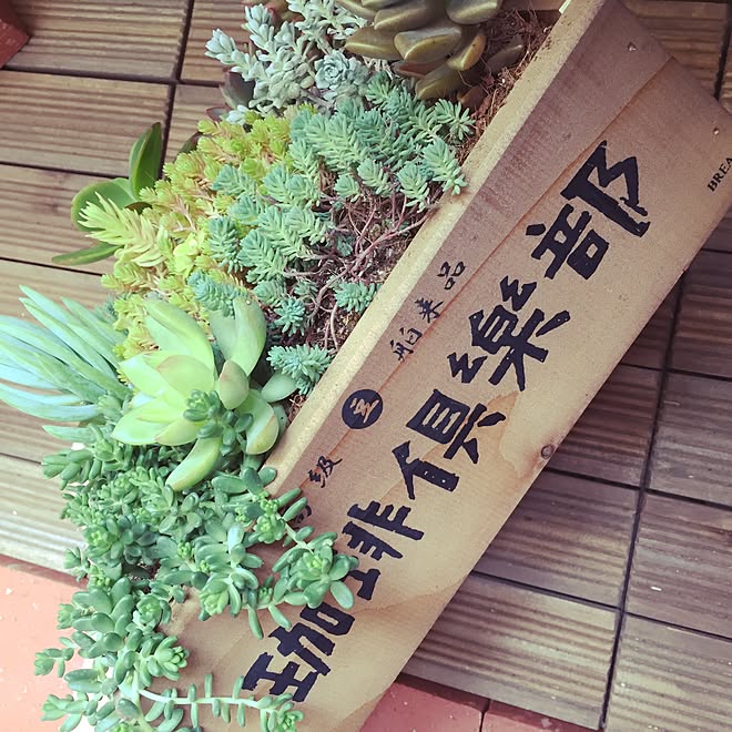 玄関/入り口/観葉植物/ベランダ/ガーデニング/多肉植物...などのインテリア実例 - 2015-06-17 13:07:16
