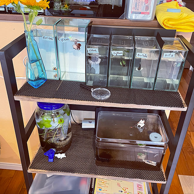 楽天 100均 Diy メダカ メダカ活 などのインテリア実例 22 07 17 54 10 Roomclip ルームクリップ
