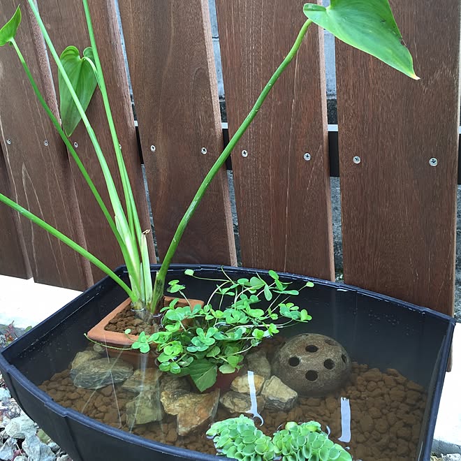 玄関 入り口 シュリンプハウス サルビニアククラータ ウォーターミント ポンテデリアコルダータ などのインテリア実例 16 07 25 12 03 29 Roomclip ルームクリップ