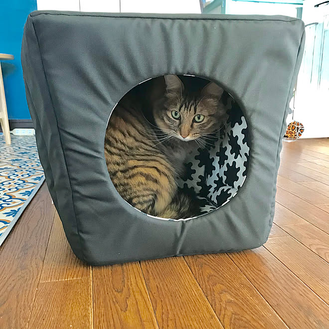 棚/福袋は長蛇の列で諦めた/初売り戦利品/猫用ベッド/IKEAなどの 
