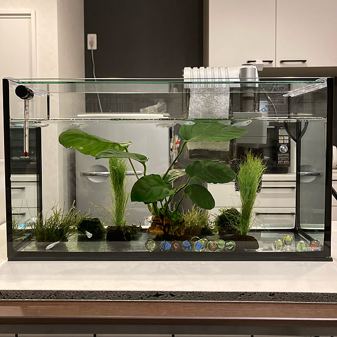 ベアタンク みゆきメダカ アヌビアス バルテリー ウィローモス 水草 などのインテリア実例 22 02 19 22 51 08 Roomclip ルームクリップ