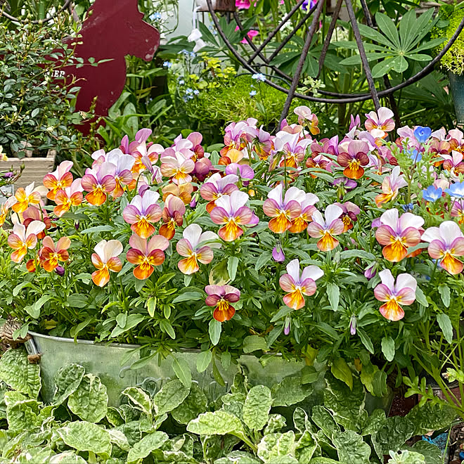 ビオラ 一年中芝生を楽しむ ガーデニング 種から育てる 玄関 入り口 などのインテリア実例 21 05 05 16 06 08 Roomclip ルームクリップ