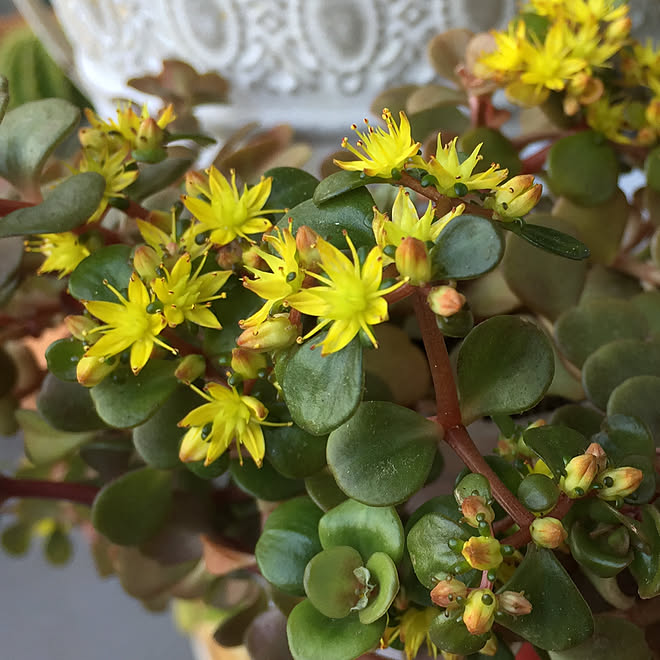 ケープブランコ セダムの花 セダム 雑貨 多肉植物 などのインテリア実例 21 05 10 09 52 49 Roomclip ルームクリップ