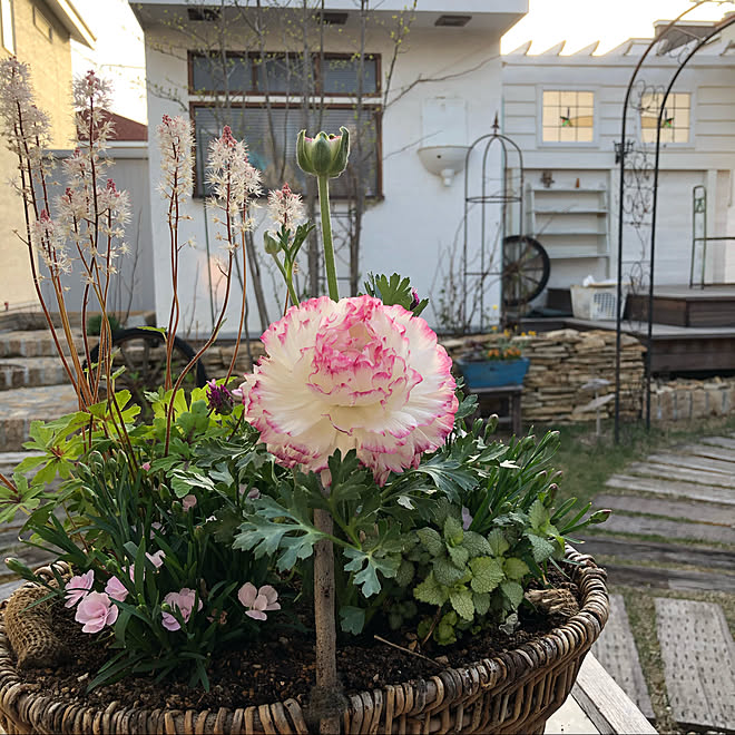 アオハダ シンボルツリー コレ Diyしたよ 目指せイングリッシュガーデン 宿根草 などのインテリア実例 21 05 08 17 58 21 Roomclip ルームクリップ