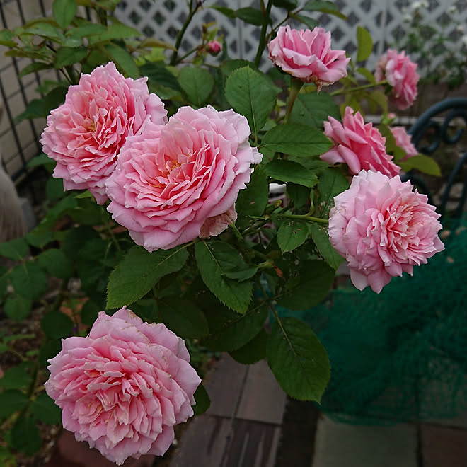 玄関 入り口 お庭 薔薇ビアンヴニュ ビアンヴニュ ようこその意味です ベーサルシュート などのインテリア実例 21 08 25 09 37 Roomclip ルームクリップ 玄関 入り口 お庭 薔薇ビアンヴニュ ビアンヴニュ ようこその意味です ベーサルシュート などのインテリア実例 21 08 25 09 37 Roomclip ルームクリップ