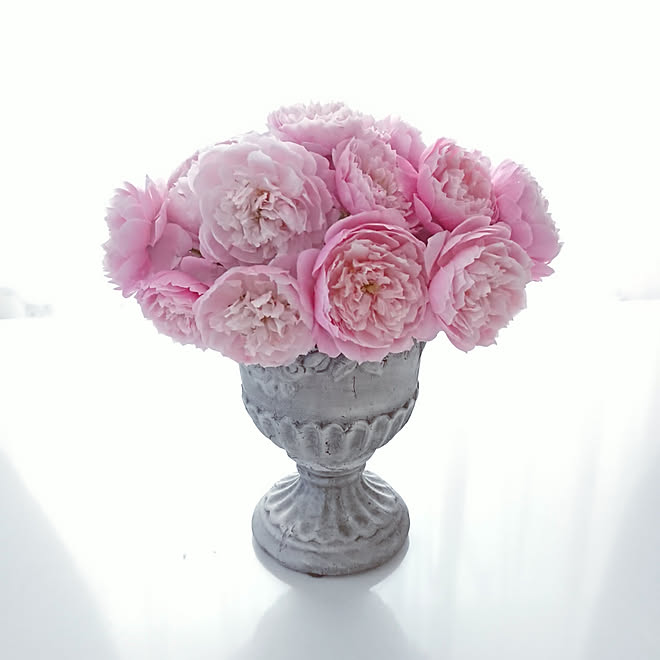 リビング 薔薇プリュム2番花です 雨にも負けず風にも負けず炎天下にも 6日ばかり お休みしてました ニユードーンも咲き始めました などのインテリア実例 06 29 10 41 45 Roomclip ルームクリップ リビング 薔薇プリュム2番花です 雨にも負けず風にも負けず炎天下にも 6日ばかり お休みしてました ニユードーンも咲き始めました などのインテリア実例 06 29 10 41 45 Roomclip ルームクリップ