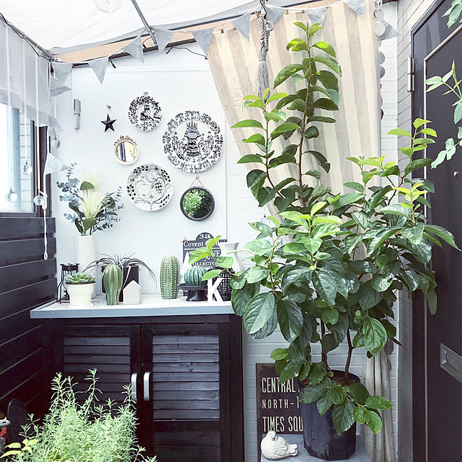 玄関 入り口 柿の木 ガーデニング ガーデンルーム ベランダガーデニング などのインテリア実例 18 07 05 11 18 52 Roomclip ルームクリップ