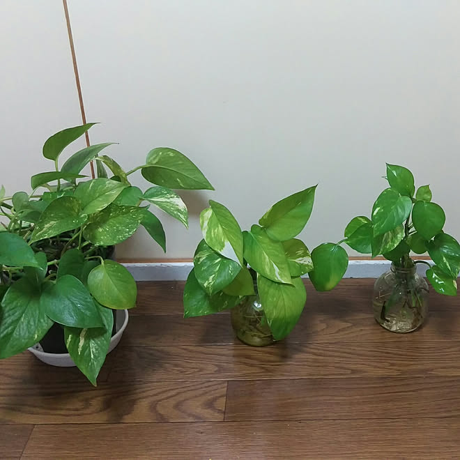 断捨離できなかったもの ポトス 水挿し 観葉植物 花 などのインテリア実例 19 05 19 01 27 35 Roomclip ルームクリップ