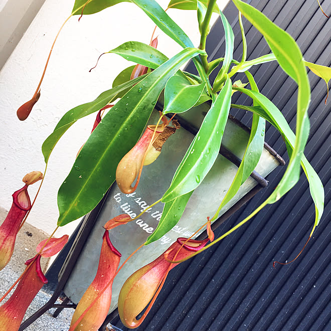 玄関 植物棚 観葉植物 ウツボカズラ 食虫植物 などのインテリア実例 05 17 12 06 Roomclip ルームクリップ