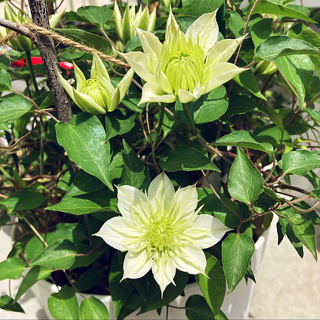 クレマチス 華川 クレマチス 華川 季節の花 にわのある暮らし ガーデニング などのインテリア実例 22 04 17 13 13 59 Roomclip ルームクリップ