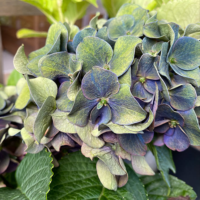 癒し 秋色紫陽花 紫陽花 お花 鉢植え などのインテリア実例 22 07 24 17 43 34 Roomclip ルームクリップ 癒し 秋色紫陽花 紫陽花 お花 鉢植え などのインテリア実例 22 07 24 17 43 34 Roomclip ルームクリップ