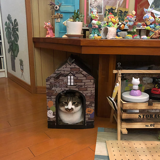 Mayuさんのミニドアオブジェ ダイソーイーゼルリメイク 紙粘土工作 キチキチにハウスに入っている猫 ハロウィンハウスに入る猫 などのインテリア実例 21 09 17 00 21 13 Roomclip ルームクリップ