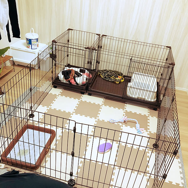 部屋全体 犬と暮らす ミニチュアピンシャー イタリアングレーハウンド 犬が居る生活 などのインテリア実例 07 29 14 04 17 Roomclip ルームクリップ 部屋全体 犬と暮らす ミニチュアピンシャー イタリアングレーハウンド 犬が居る生活 などのインテリア実例 07 29 14 04 17 Roomclip ルームクリップ