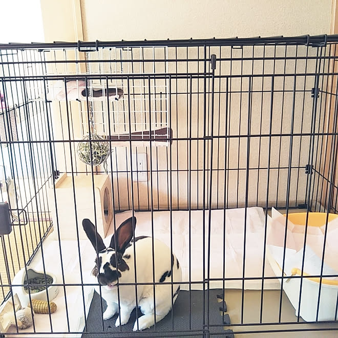 棚 ミニレッキス うさぎ小屋のインテリア実例 02 12 09 44 04 Roomclip ルームクリップ