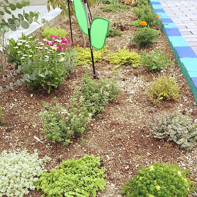 家の前/部屋じゃなくてごめんなさい/ペイント/セダム/植物初心者...などのインテリア実例 - 2015-07-03 17:56:59