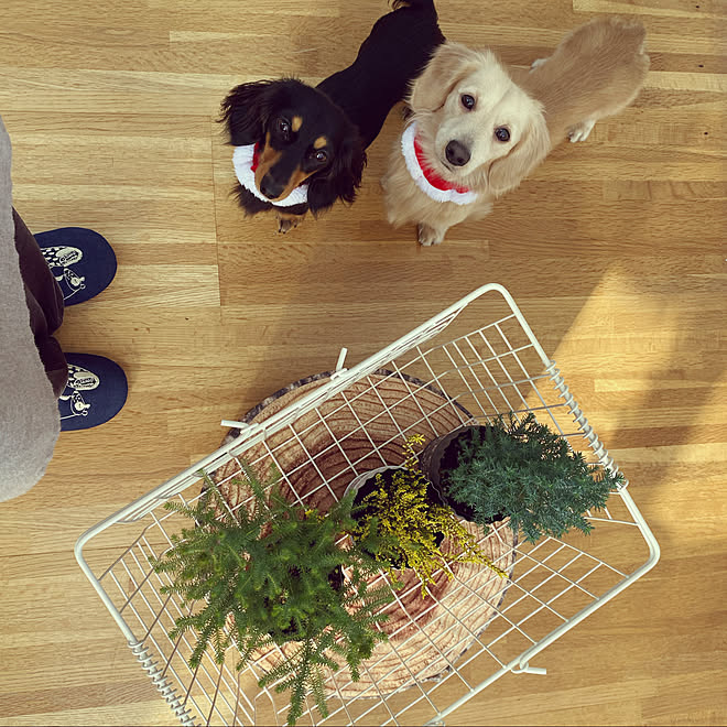 リサラーソン 犬 カゴ サンルーム クリスマス みなさんの素敵なインテリアに癒されてます などのインテリア実例 12 01 23 47 07 Roomclip ルームクリップ