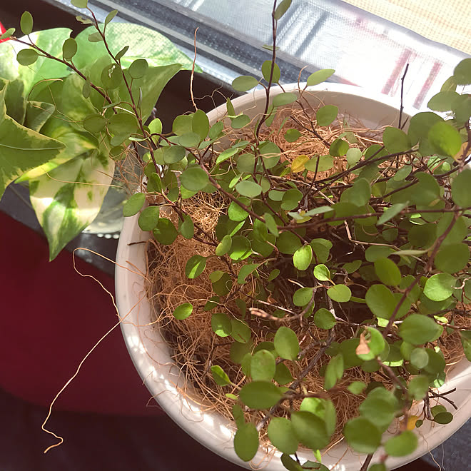 観葉植物のある部屋 クリスマスプレゼント ベッド周りのインテリア実例 11 10 11 29 45 Roomclip ルームクリップ 観葉植物のある部屋 クリスマスプレゼント ベッド周りのインテリア実例 11 10 11 29 45 Roomclip ルームクリップ