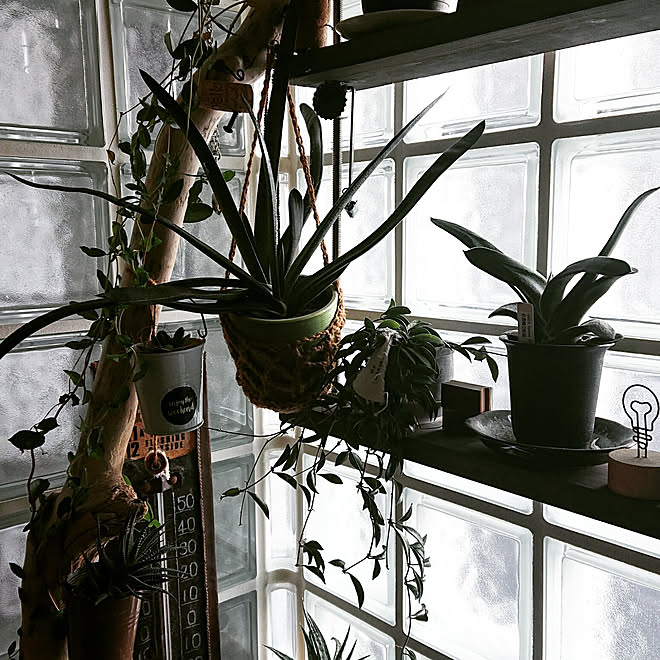 植物と暮らす/植物のある暮らし/NO GREEN NO LIFE/マンション/カフェ風...などのインテリア実例 - 2019-11-17 22:07:30
