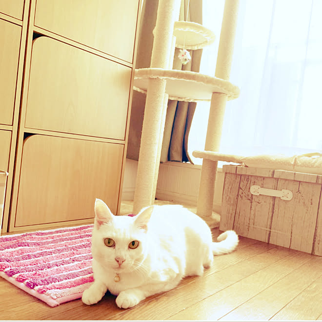 ニトリ キャットタワー 夏 バスマット 白猫 などのインテリア実例 22 08 06 12 26 55 Roomclip ルームクリップ