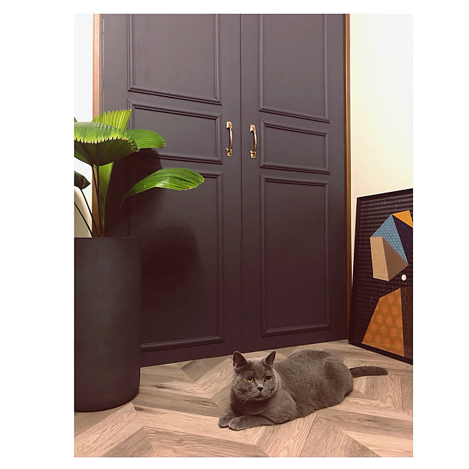 観葉植物 うちわヤシ 猫のいる暮らし 壁紙屋本舗さんのペンキ 壁紙や本舗 などのインテリア実例 22 03 25 21 43 37 Roomclip ルームクリップ