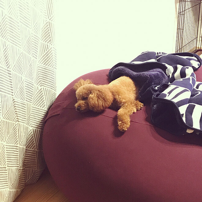 リビング ヨギボー Ikea 犬のいる暮らし Yogiboのインテリア実例 17 10 02 21 51 45 Roomclip ルームクリップ