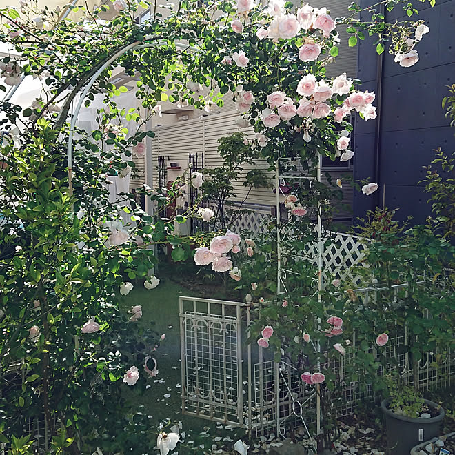 玄関 入り口 庭 アーチ 薔薇ニユー ドーン 雨にも負けず などのインテリア実例 05 19 08 37 56 Roomclip ルームクリップ 玄関 入り口 庭 アーチ 薔薇ニユー ドーン 雨にも負けず などのインテリア実例 05 19 08 37 56 Roomclip ルームクリップ
