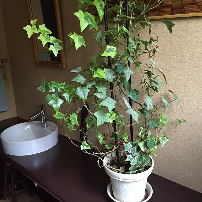 バス/トイレ/ナチュラルシンプル/ナチュラル/シンプル/観葉植物のインテリア実例 - 2015-06-09 06:51:36