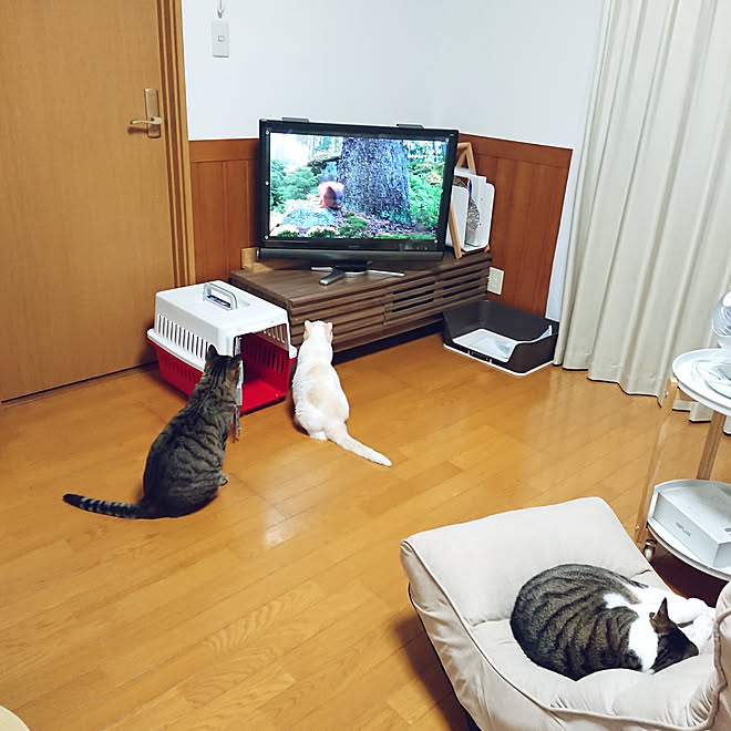 リビング 猫との暮らし 多頭飼いの家 6ニャン 一人暮らし などのインテリア実例 21 09 25 19 50 58 Roomclip ルームクリップ リビング 猫との暮らし 多頭飼いの家 6ニャン 一人暮らし などのインテリア実例 21 09 25 19 50 58 Roomclip ルームクリップ