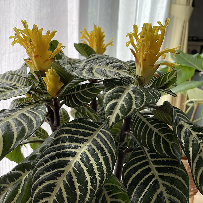 窓ぎわの植物 花が咲いた 観葉植物のある暮らし 築30年 キッチンのインテリア実例 21 09 10 12 11 33 Roomclip ルームクリップ