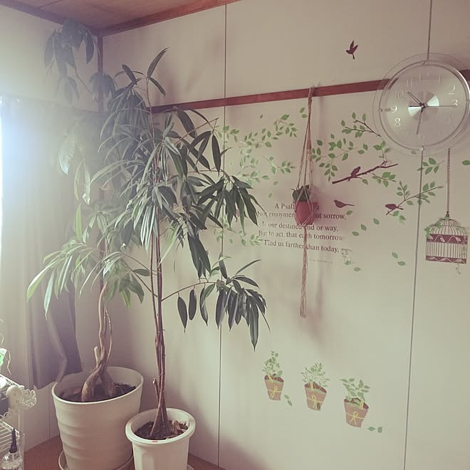 リビング Diy 観葉植物 パキラ成長中 吊るす収納 などのインテリア実例 15 08 30 10 30 57 Roomclip ルームクリップ