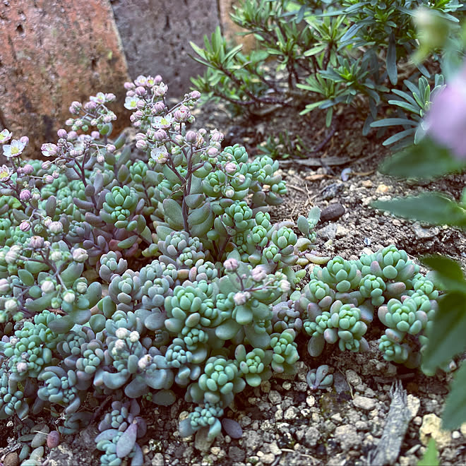 地植え パープルヘイズ セダム 多肉植物 ｺﾓﾁﾚﾝｹﾞ部 などのインテリア実例 21 06 16 19 58 00 Roomclip ルームクリップ