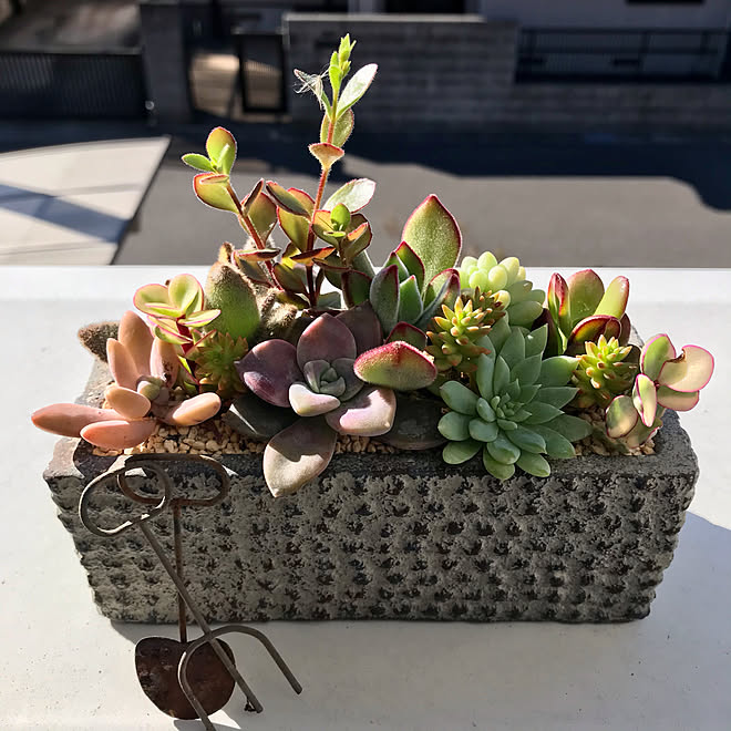 ナチュラルキッチン 多肉寄せ植え 多肉植物 ベランダ いいね フォローありがとうございます などのインテリア実例 12 17 10 33 13 Roomclip ルームクリップ