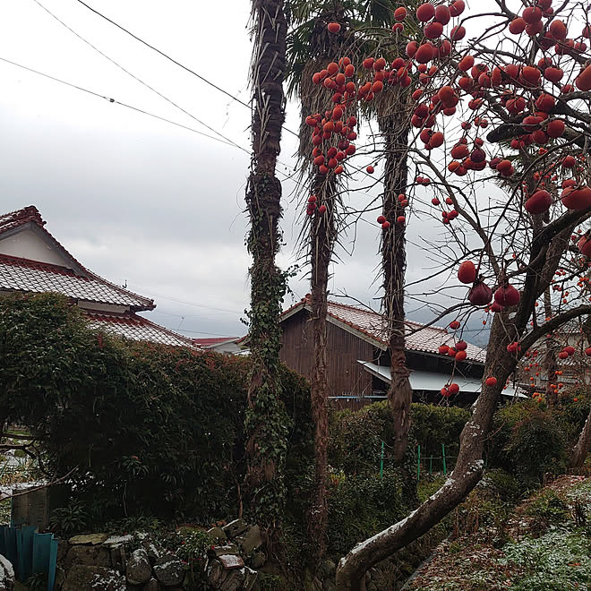 ベッド周り 古い家に住む 築年数４５年 古い家を楽しむ 寒い朝 などのインテリア実例 21 12 19 09 23 49 Roomclip ルームクリップ