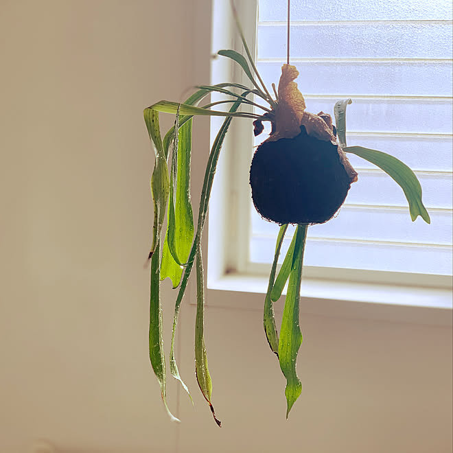 苔玉コウモリラン Plants 水やり バス トイレのインテリア実例 08 28 08 42 14 Roomclip ルームクリップ