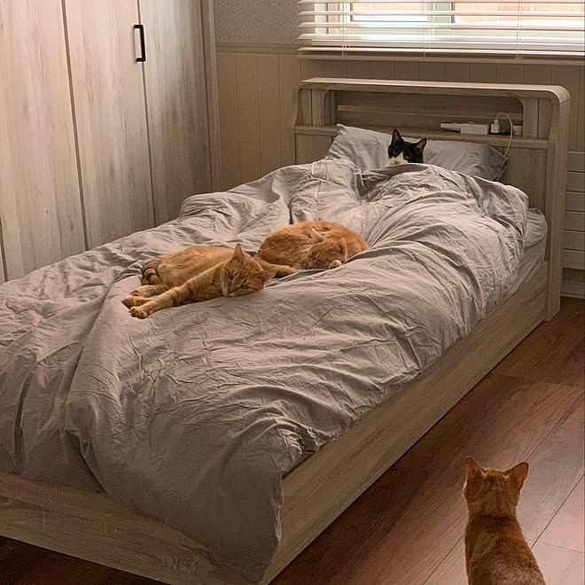 寝室 ねこのいる暮らし ねことここちよく暮らす 猫 ねこと暮らす などのインテリア実例 12 19 12 03 56 Roomclip ルームクリップ