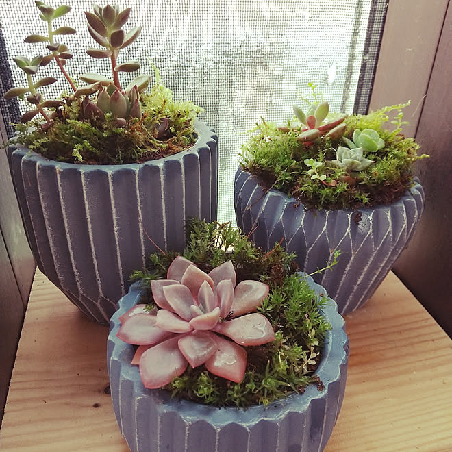 バス トイレ 多肉植物 苔 いいね ありがとうございます 植物のある暮らしのインテリア実例 21 05 26 07 50 08 Roomclip ルームクリップ