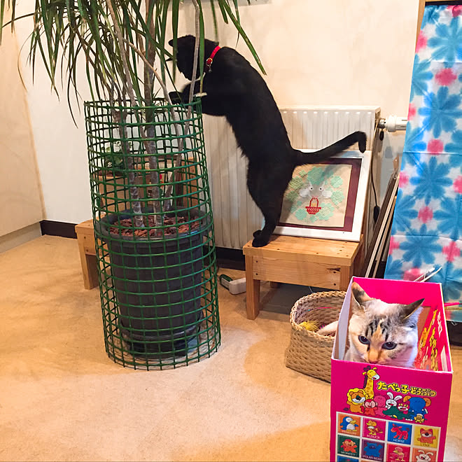 リビング いたずら猫との暮らし いたずら防止 観葉植物 猫 などのインテリア実例 18 05 04 22 38 42 Roomclip ルームクリップ
