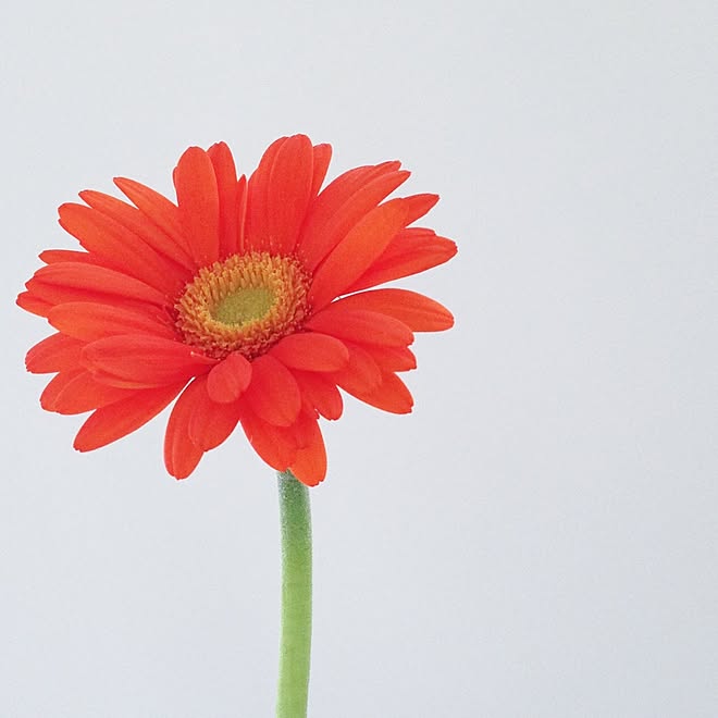 リビング ガーベラ お花のある暮らし 花 写真撮影のインテリア実例 17 06 06 01 09 53 Roomclip ルームクリップ リビング ガーベラ お花のある暮らし 花 写真撮影のインテリア実例 17 06 06 01 09 53 Roomclip ルームクリップ