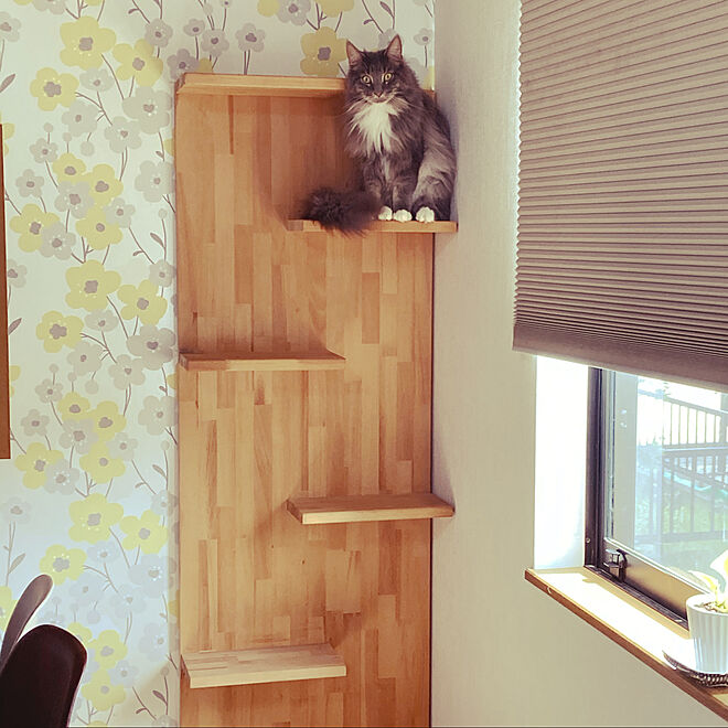 猫スペース 猫 壁紙 イエロー リビングのインテリア実例 05 02 17 30 19 Roomclip ルームクリップ